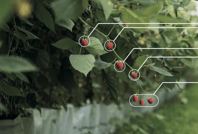 STMicroelectronics Agrifood